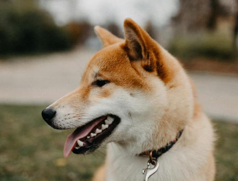 Parasite Prevention: Cats vs. Dogs!